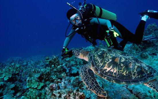 Diver-Turtle-1200.jpg