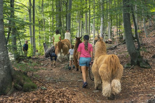 Lamatrekking, Monte Comino-Switzerland Tourism-Christian Meixner.jpg