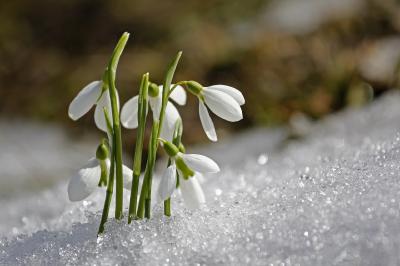 Es wird Frühling in den Allgäuer Hörnerdörfern. Auch die Schneeglöckchen lassen sich nicht mehr aufhalten