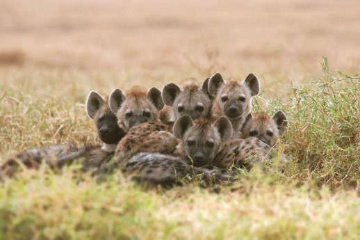 Hyena Cubs_Heribert Hofer.jpg