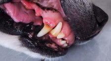 Hund verletzt im Maul