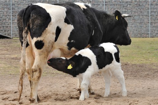 älteres Kalb.jpg