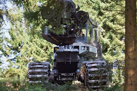 Nadelbäume aus nachhaltiger Forstwirtschaft liefern den Rohstoff für Holzfaserprodukte von INTHERMO. Geerntet wird mit dem Harvester; sein Bordcomputer klassifiziert und katalogisiert die Qualität. (Foto: Achim Zielke)