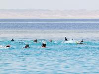 Touristen schwimmen auf ruhende Delfine zu. Foto: M.Fumagalli/HEPCA