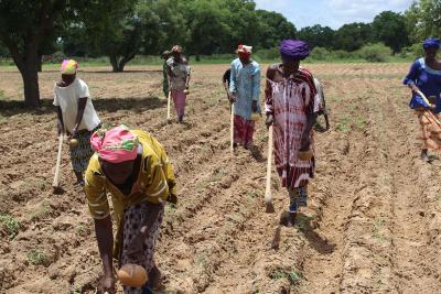 Frauen in Mali beim Anbau klimaresistenter Pflanzen