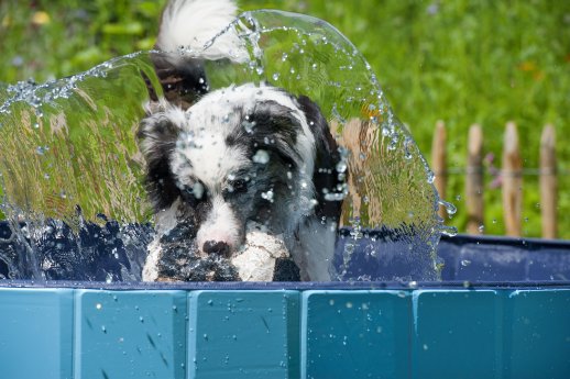 Hund im Hundepool (c) Shutterstock.jpg
