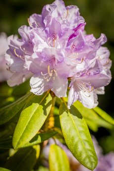 Rhododendronblueten-GM-AP-TuK-1.jpg