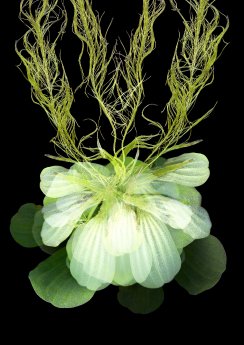 1_Plakatmotiv_Pistia stratiotes_©Anne Mason-Hoerter.jpg