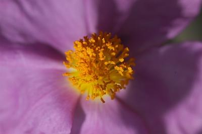 Cistus incanus ssp. Pandalis