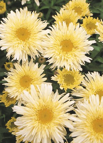 08_Chrysanthemum_Goldrausch.jpg