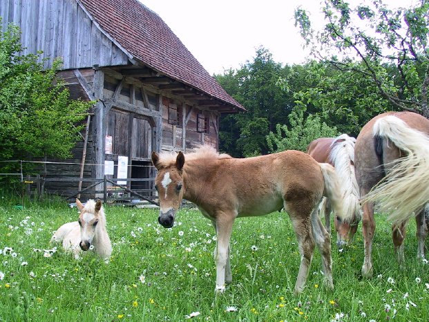 FLM Neuhausen_Tierkinder im Museum.JPG