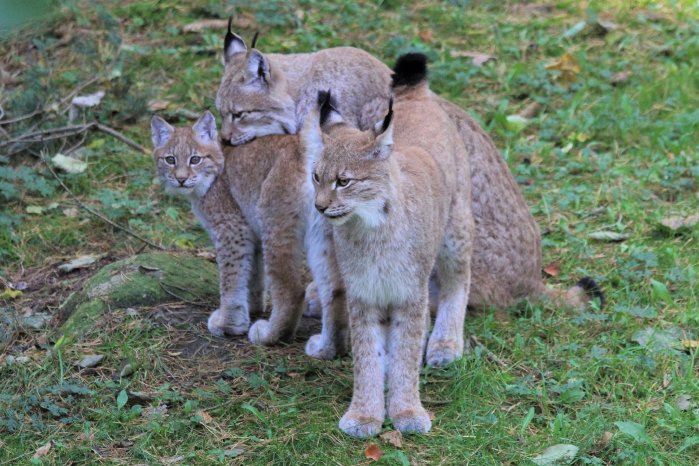 Wildpark-MV_Luchs-Jungtier 2017_quer.JPG