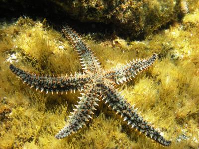 Eisseestern SEA LIFE Konstanz