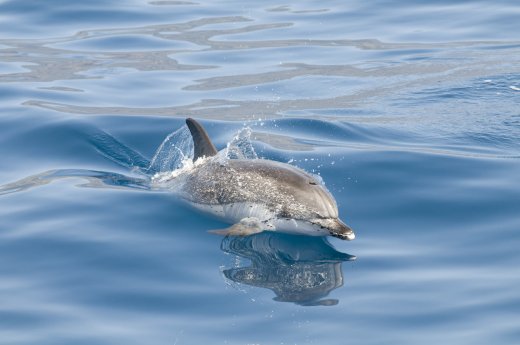 Delfin © Turismo de Islas Canarias.jpg