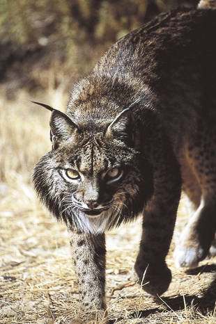 Luchs.jpg