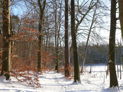 Winterwald im Müritz-Nationalpark