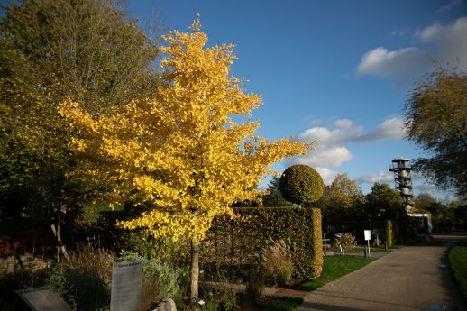 herbst1.jpg