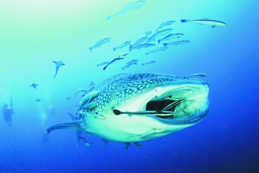 WhaleShark_Malediven_BestOfTravelGroup.jpg