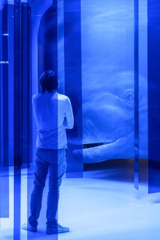 Faszination Wale (c) Übersee-Museum Bremen Foto Matthias Haase.jpg