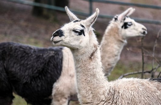 Lamas im Neunkircher Zoo_Foto_Bittner.photography.JPG