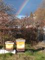 2 Bienenstöcke im Schrebergarten