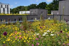 Natur-Comeback: Blühende Landschaften auf dem Dach.