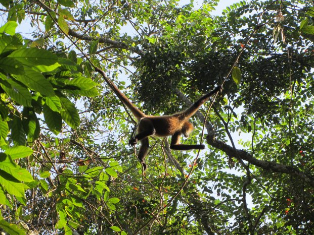 IMG_2314__Costa Rica_Tortuguero NP_Klammeraffe_(c) Karawane_Schmid.JPG