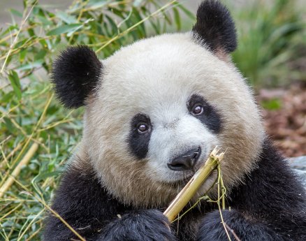 Panda Bär Meng Meng_Zoo Berlin_Juli 2017.jpg
