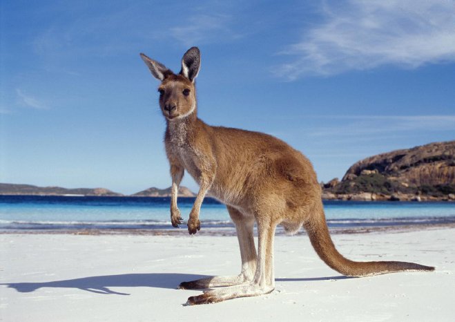 TravelWorks und Tourism Australia_Australien_Kaenguru am Strand.JPG