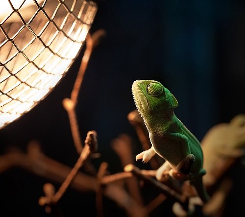 Taschenlampen-Abenteuer in der Biosphäre Potsdam ©  Fotoclub Kröger, Fotograf Uwe Granzow.jpg
