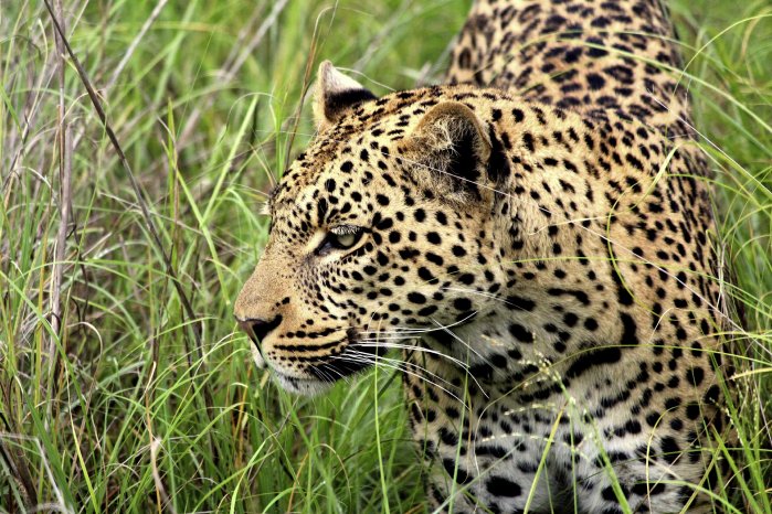 LeopardBotswana(c)VeronikaZieglerKarawaneReisen.jpg