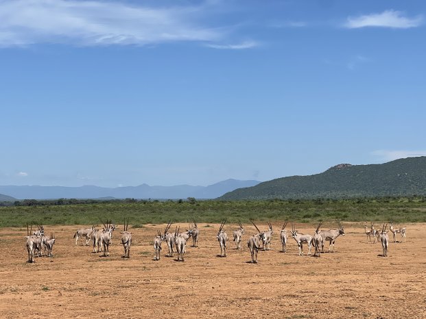 Oryx Samburu (c) Claire Zaiser, Karawane.jpeg