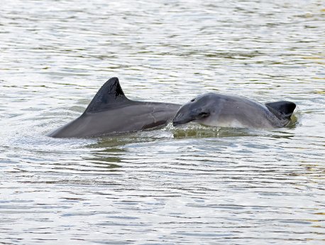 Schweinswale Fotograf Michael Hillmann.JPG