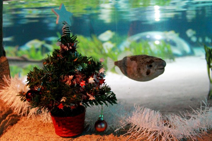 Weihnachten Kugelfisch.jpg