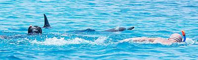 Schwimmer bedrängen zwei ruhende Delfine