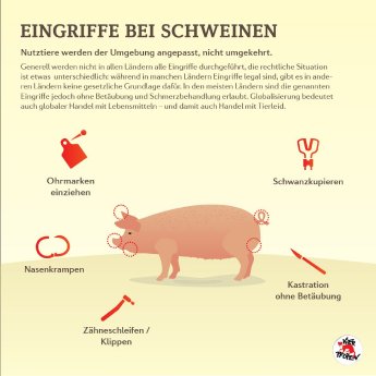 infografik_einzel_schwein.jpg