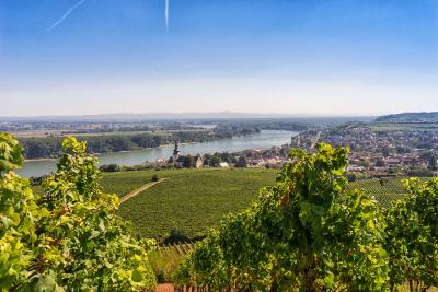 Blick auf Nierstein (c) Georg Müller