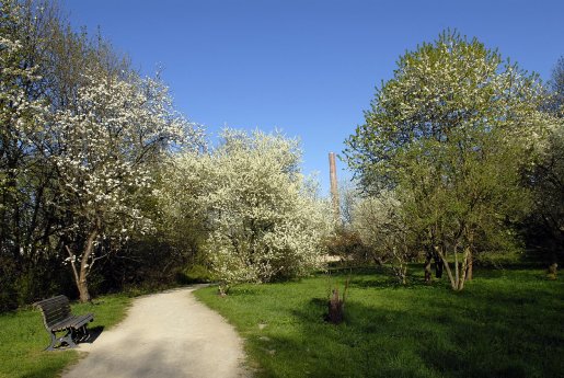 Obstbaumblüte im Willy Spahn Park_Quelle Region Hannover.jpg
