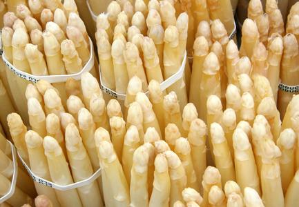 Insgesamt wachsen heuer von Mitte April bis zum offiziellen Ende der Spargelsaison am 24. Juni etwa 1.500 Tonnen Abensberger Qualitätsspargel auf den Feldern heran. Foto: obx-news
