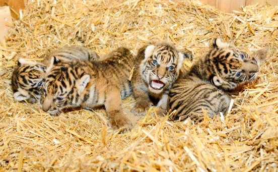 Sumatra-Tiger-Nachwuchs_Tierpark Berlin 2018 (2).jpg