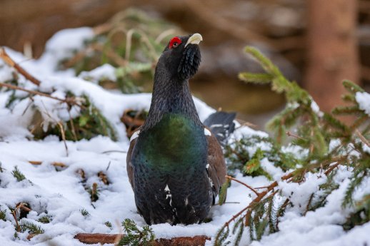 Auerhahn im Schnee © Erich Marek (1).jpg