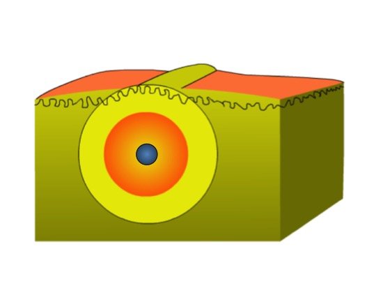 Behandlungsschema.jpg