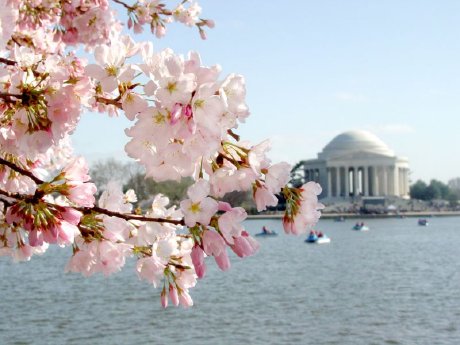 DC - Kirschblüte - Jefferson Memorial_kleinergemacht.jpg