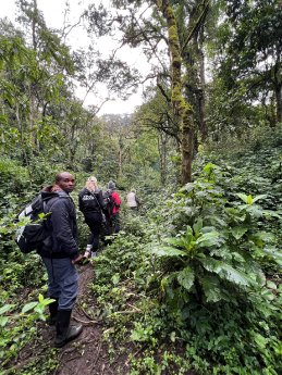 Tracking Bwindi Forest (c) Claire Zaiser, Karawane.jpg