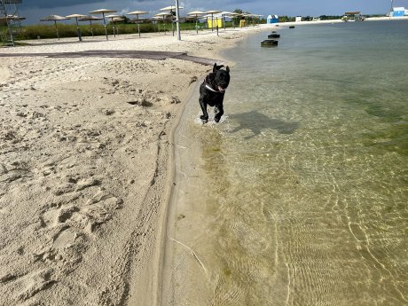Kalle in der Nordsee-Lagune.jpg