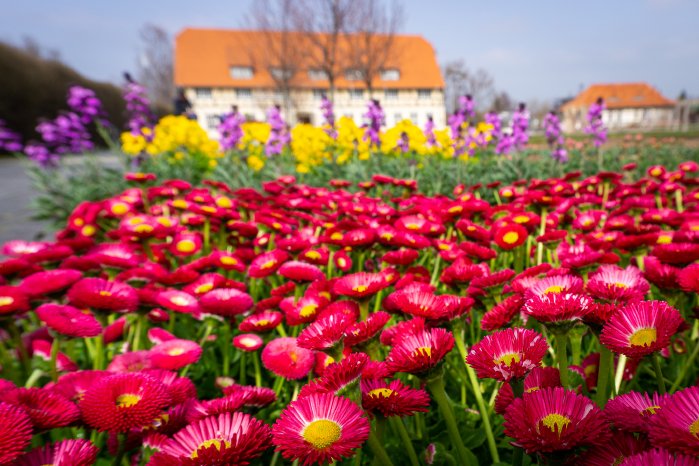 Blütenrausch im Bürgerpark.jpg