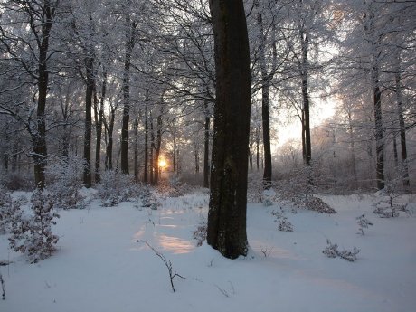 Winterzauber im Nationalpark.JPG