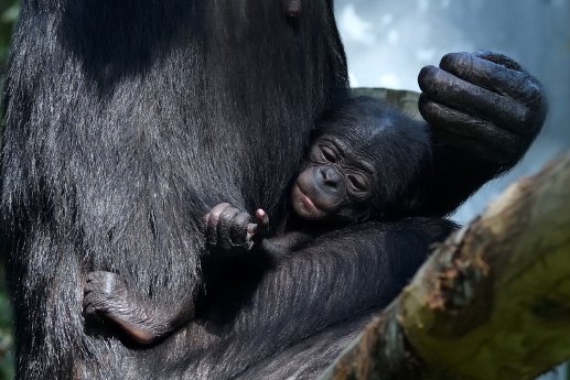 Bonobo juv 1.jpg