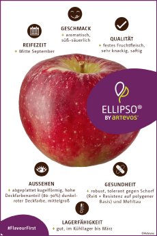 artevos_apfel_ellipso® ‘UEB 47021‘-s-_eigenschaften.jpg