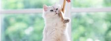 weiße Katze spielt